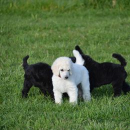 Poodle Puppies from D and D Standard Poodles