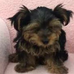 Poodles and Yorkshire Terriers from Happytales