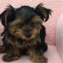 Poodles and Yorkshire Terriers from Happytales