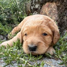 Elena - Apricot female Goldendoodle puppy in Redding, California from O’Hara  Doodles