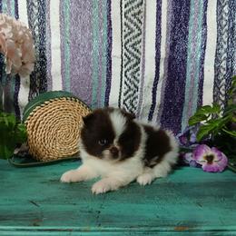 Tiana - Chocolate parti female Pomeranian puppy in Ada, Oklahoma from Once Upon A Fluff