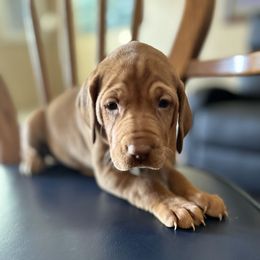 Purple - Golden rust female Vizsla puppy in Maineville, Ohio from Izabella Vizslas