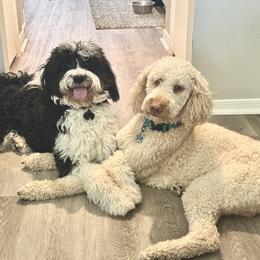 Golden Mountain Doodle puppies from Summer Conner