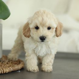 Maltipoo, Shichon, and Shihpoo Puppies from Timbercreek Puppies
