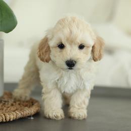 Maltipoo, Shichon, and Shihpoo Puppies from Timbercreek Puppies