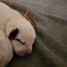 Orange Collar - Red speckled male Australian Cattle Dog puppy in Riverton, Utah from Rundown Ranch Cattle Dogs