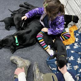 Labrador Retriever Puppies from Brush Creek Retrievers
