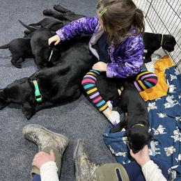Labrador Retriever Puppies from Brush Creek Retrievers