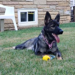 German Shepherd All Grown Up from Briskhof German Shepherd Dogs