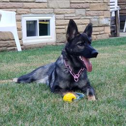 German Shepherd All Grown Up from Briskhof German Shepherd Dogs