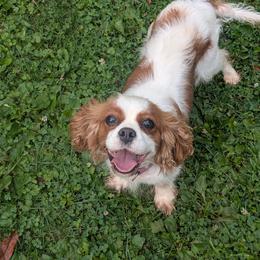 Piper - Cavalier King Charles Spaniel