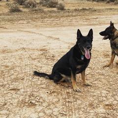 German Shepherds from Jade's German Shepherds