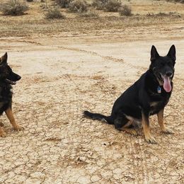 German Shepherds from Jade's German Shepherds