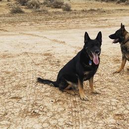 German Shepherds from Jade's German Shepherds