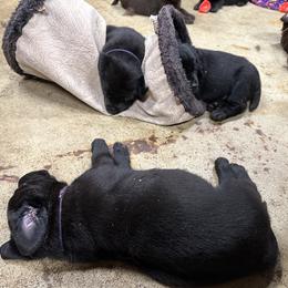 Labrador Retriever Puppies from Tag Hollow