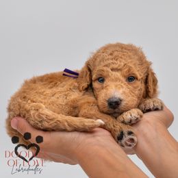Miss Purple - Red female Labradoodle puppy in Travelers Rest, South Carolina from Doodles of Love Labradoodles