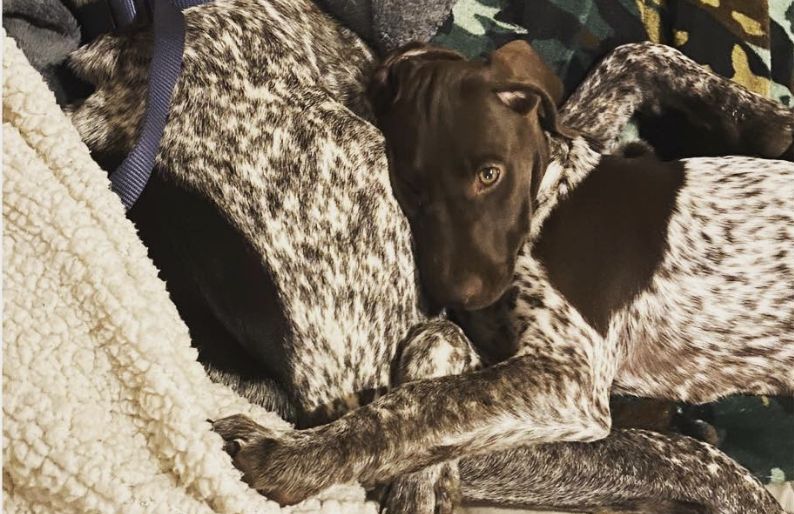 Peach pointers in Georgia | German Shorthaired Pointer puppies | Good Dog