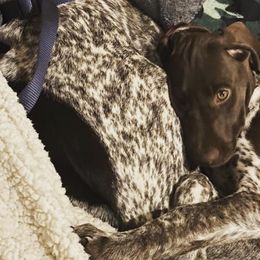 German Shorthaired Pointers from Peach pointers