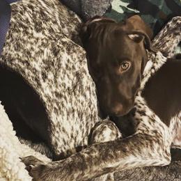 German Shorthaired Pointers from Peach pointers