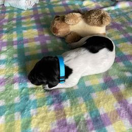 Girl 1 - Liver and white female German Shorthaired Pointer puppy in Garland, North Carolina from Echo Acres Farm