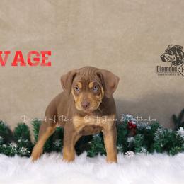 Savage - Chocolate Catahoula Leopard Dog puppy in Trout, Louisiana from Diamond H Ranch
