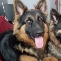 German Shepherd All Grown Up from Cairn's Shepherds