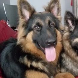 German Shepherd All Grown Up from Cairn's Shepherds
