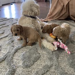 Goldendoodle Puppies from C.P. Puppy Buddies