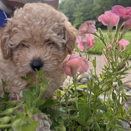 Poodle Puppies from Curly Top Poodles
