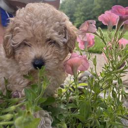 Poodle Puppies from Curly Top Poodles