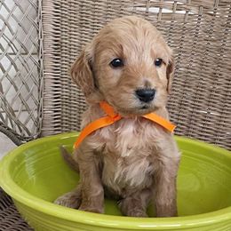 Goldendoodles from Seaside Goldendoodles