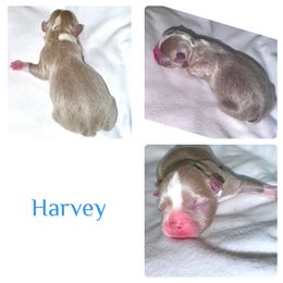 Harvey - Boston Terrier puppy from Circle P's Boston Terriers