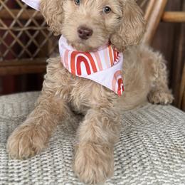 Sheva - Apricot female Goldendoodle puppy in Enumclaw, Washington from Owen-a-Doodle