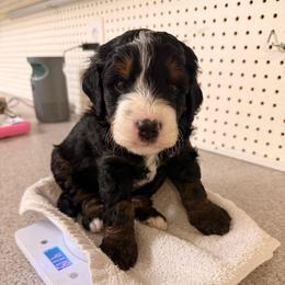 Pampas - Tri-color male Bernedoodle puppy in Irmo, South Carolina from Palmetto Bernedoodles Boutique