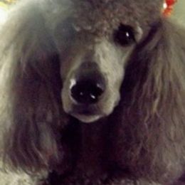 Poodles from Meadow Mt Poodles