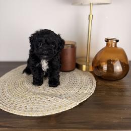 Sushi - male Australian Mountain Doodle puppy in Sweetwater, Florida from Sandy Snout Doodles