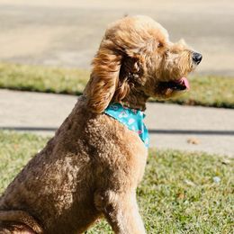 Piper - Goldendoodle
