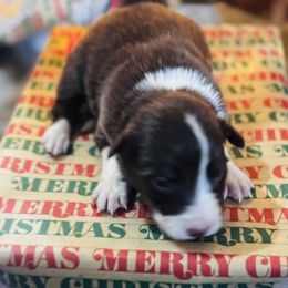 Latch x Lassie - Girl 1 - Red and white - White and red female Border Collie puppy in Minden, Iowa from Rocking N Registered Border Collies & Labradors