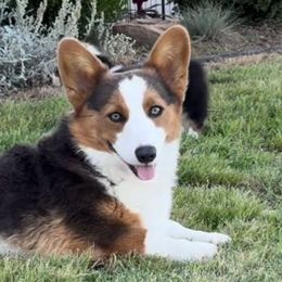Kevin - Pembroke Welsh Corgi
