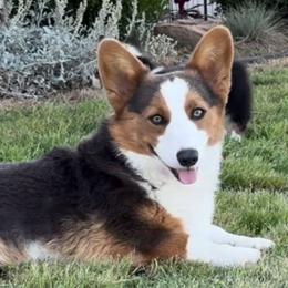 Kevin - Pembroke Welsh Corgi