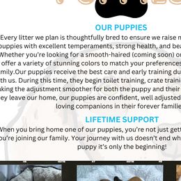 Dachshunds from The Wiener Family