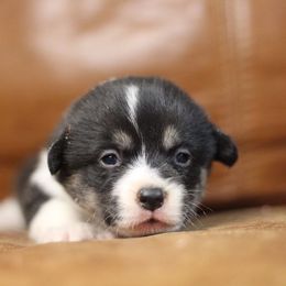 Pembroke Welsh Corgi Puppies from Ayers Acres Corgis