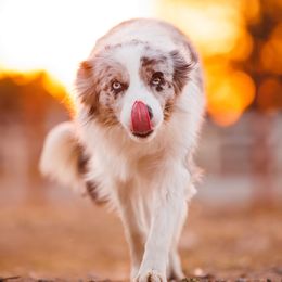 Lyra - Border Collie