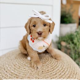 Stewardess - Yachties - Caramel female Australian Labradoodle puppy in Syracuse, Indiana from The Doodle Cove