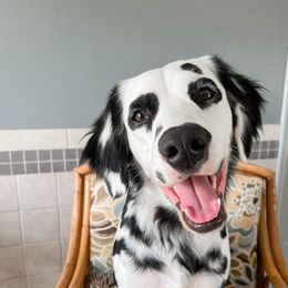 Po - Dalmatian