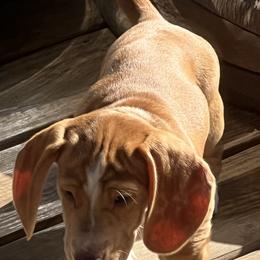 Dachshund Puppies from Witchy Woman’s Wiener’s