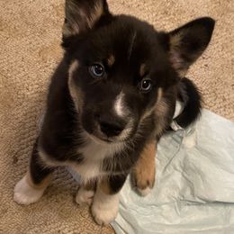 Pomsky Puppies from Majestic Pomsky