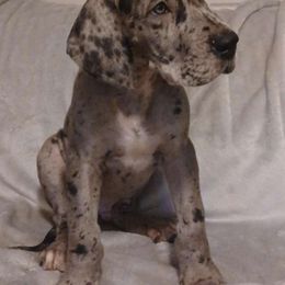 Cognac - Great Dane puppy from Gigantes de Cervantes