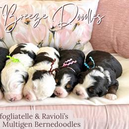 Bernedoodle puppies from Point Breeze Doodles, LLC