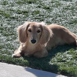 Dutchess - Dachshund